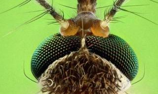 吸血蚊成长记 吸血蚊成长记